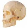 MODEL OF ADULT SKULL LIFE-SIZE
